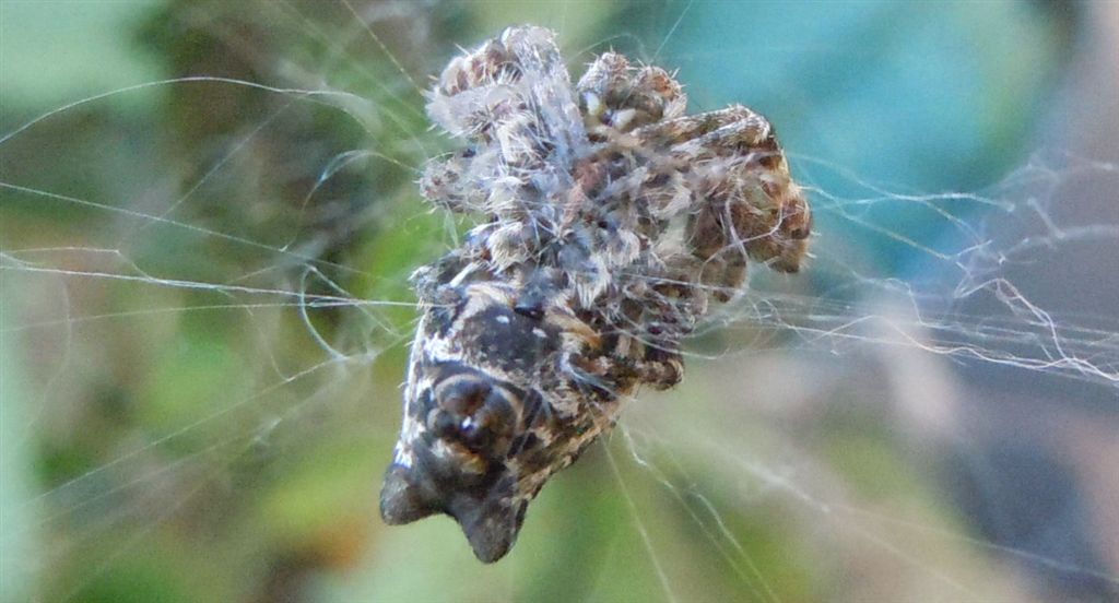 Araneus angulatus? No. Cyrtophora citricola